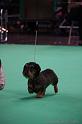 Crufts2011_2 1618